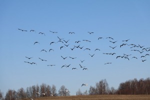 30