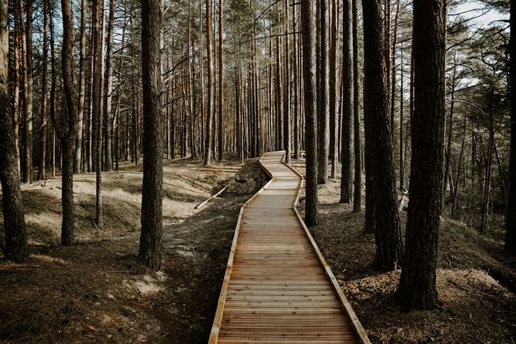 Apmeklētājiem atkal pieejama Ragakāpas dabas taka Jūrmalā 369435