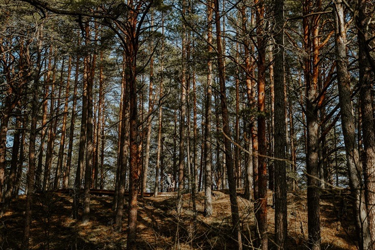 Apmeklētājiem atkal pieejama Ragakāpas dabas taka Jūrmalā 369436