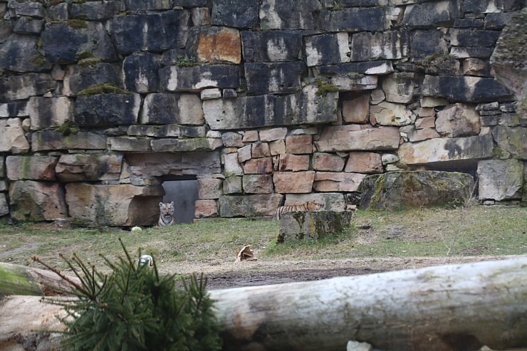 Rīgas Zoodārzs aicina uz randiņu ar Amūras tīģeru saimi, kuriem ir divi jauki mazuļi 370140