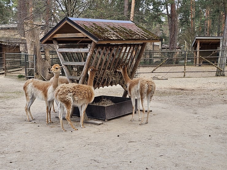 Rīgas Zoodārzs aicina uz randiņu ar Amūras tīģeru saimi, kuriem ir divi jauki mazuļi 370143