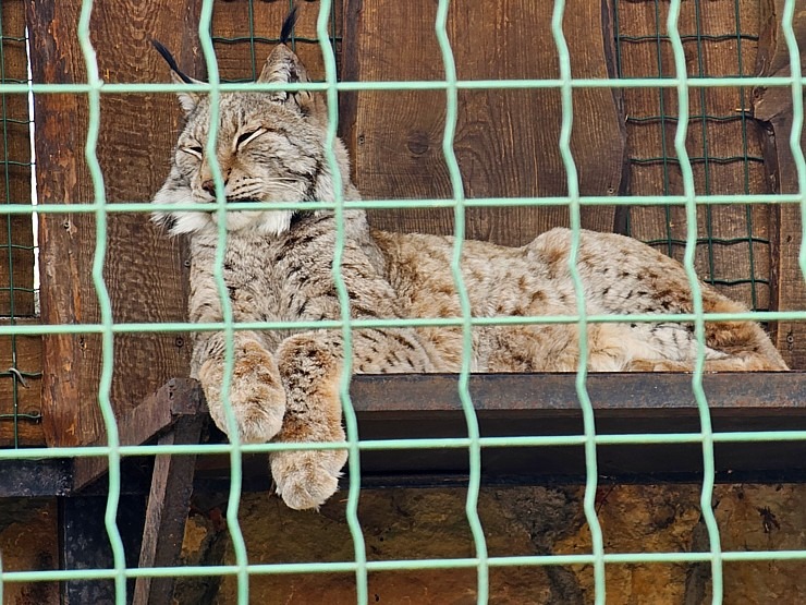 Rīgas Zoodārzs aicina uz randiņu ar Amūras tīģeru saimi, kuriem ir divi jauki mazuļi 370152