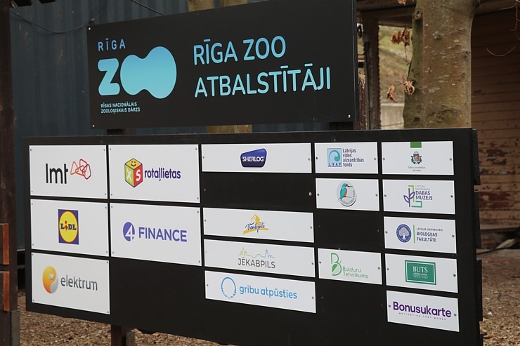 Rīgas Zoodārzs aicina uz randiņu ar Amūras tīģeru saimi, kuriem ir divi jauki mazuļi 370154