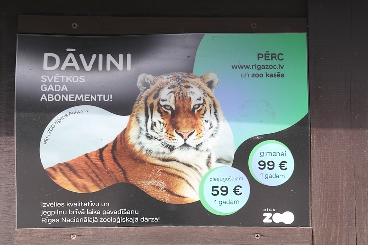 Rīgas Zoodārzs aicina uz randiņu ar Amūras tīģeru saimi, kuriem ir divi jauki mazuļi 370155