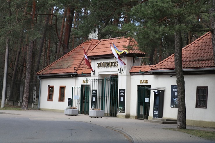 Rīgas Zoodārzs aicina uz randiņu ar Amūras tīģeru saimi, kuriem ir divi jauki mazuļi 370156