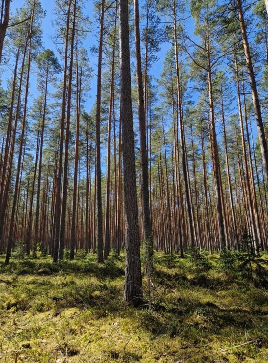 Pārgājiens starp diviem alus brūžiem - no Valmiermuižas līdz Brenguļiem - gar Gauju un Abulu. Foto: Inese Šīrava 370785