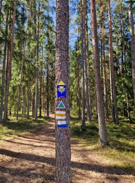 Pārgājiens starp diviem alus brūžiem - no Valmiermuižas līdz Brenguļiem - gar Gauju un Abulu. Foto: Inese Šīrava 370788