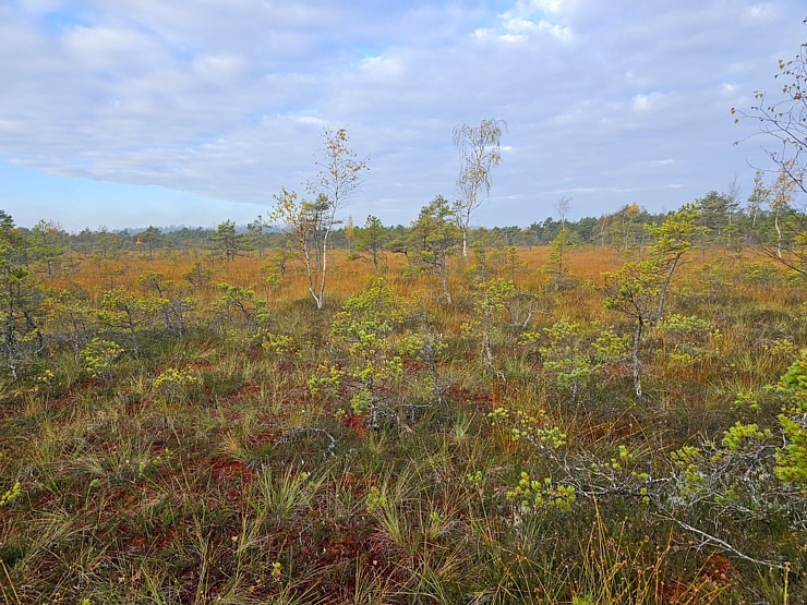Rīta pārgājiens ar purva kurpēm pa Lielo Ķemeru tīreli. Sadarbībā ar VisitJurmala.lv 378892