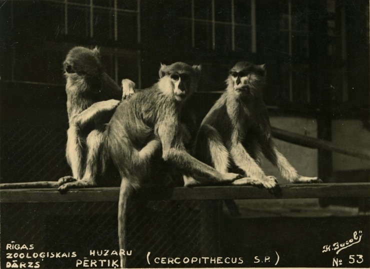 Rīgas ZOO 113! Ieskats vēsturiskās bildēs 379531