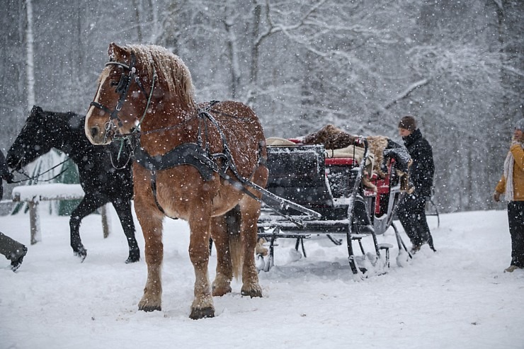 Travelnews.lv topošajā zirga gadā apmeklē zirgu sētu «Klajumi» Krāslavas novadā. Foto: Ilze Stabulniece 384052