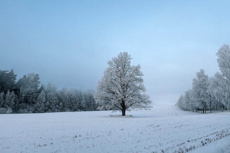 Auksti, bet skaisti - ziemas valdzinājums Valmieras novadā 384857