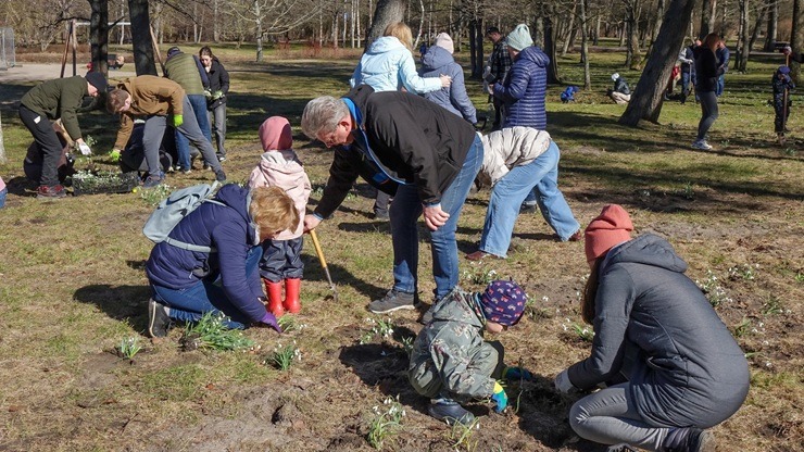 Jūrmalas parkā jau divpadsmito gadu pēc kārtas: Sniegpulkstenīšu stādīšanas talka 388827
