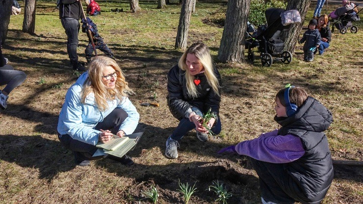 Jūrmalas parkā jau divpadsmito gadu pēc kārtas: Sniegpulkstenīšu stādīšanas talka 388828