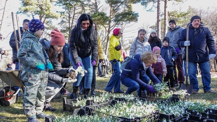 Jūrmalas parkā jau divpadsmito gadu pēc kārtas: Sniegpulkstenīšu stādīšanas talka 388821