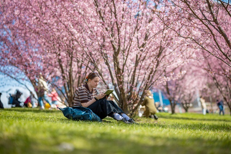 Lietuvas galvaspilsētu rotā krāšņās sakuras 390387