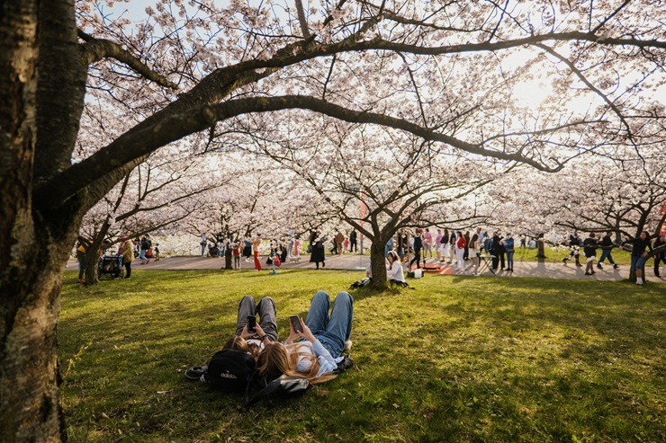 Lietuvas galvaspilsētu rotā krāšņās sakuras 390392