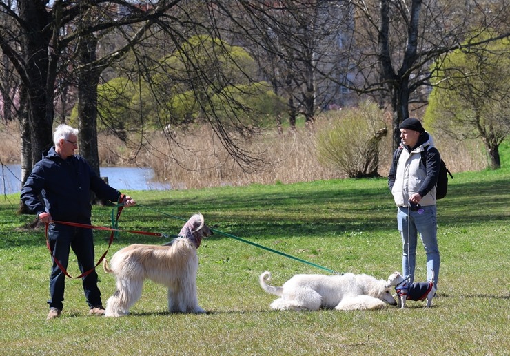 Rīgā, Uzvaras parkā, sāk ziedēt sakuras 390660