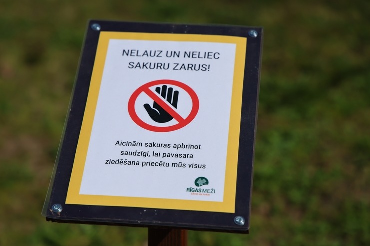 Rīgā, Uzvaras parkā, sāk ziedēt sakuras 390650