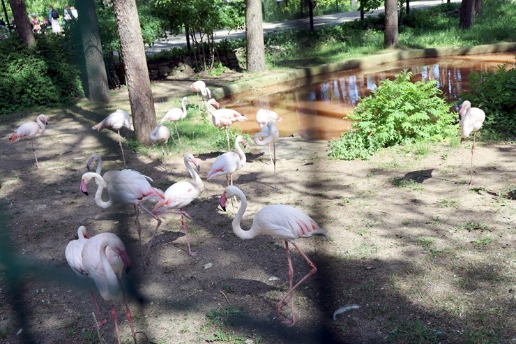 Rīga ZOO uzsāk «Himalaju» ekspozīcijas būvniecību, netraucējot apmeklētāju plūsmai un dzīvniekiem 393294