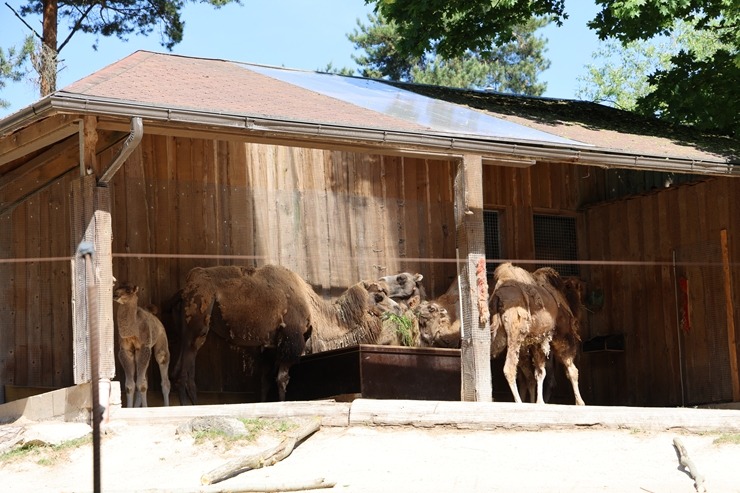 Rīga ZOO uzsāk «Himalaju» ekspozīcijas būvniecību, netraucējot apmeklētāju plūsmai un dzīvniekiem 393290
