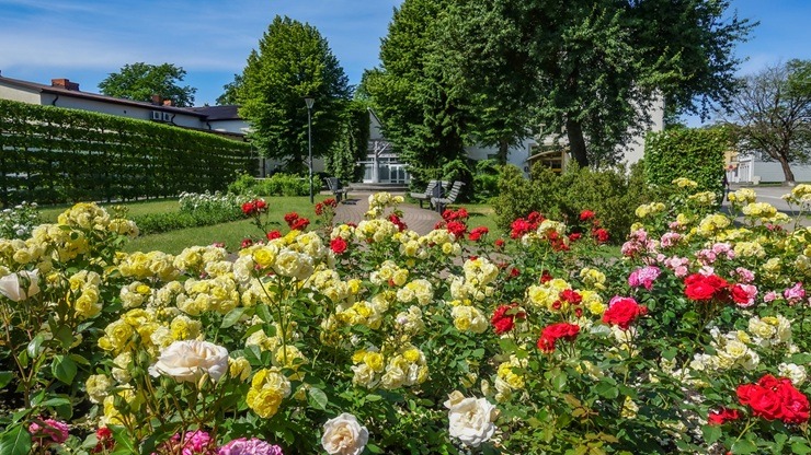 Ventspils vasaras paletē - piejūras pilsētu krāšņo skaisti ziedi 395399