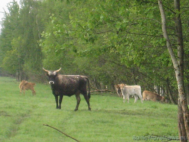Taurgovs jeb taurs ir vēršu ģints dzīvnieks, kura svars var būt no 300kg līdz 920kg un skausta augstums var būt līdz 200cm Taurgovs jeb taurs ir vēršu ģints dzīvnieks, kura svars var būt no 300kg līdz 920kg un skausta augstums var būt līdz 200cm 44715