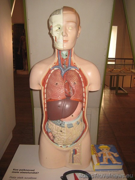 Muzeja mulāžas, interaktīvie eksponāti, videofilmas un fotoizstādes sniedz pārskatu par cilvēka anatomiju Muzeja mulāžas, interaktīvie eksponāti, videofilmas un fotoizstādes sniedz pārskatu par cilvēka anatomiju 45928