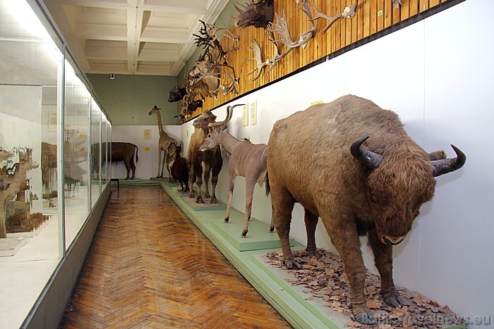 Tartu Universitātes Dabas muzejs apvieno sevī zooloģijas un ģeoloģijas muzeju, kā arī botānikas un mikoloģijas muzeju Tartu Universitātes Dabas muzejs apvieno sevī zooloģijas un ģeoloģijas muzeju, kā arī botānikas un mikoloģijas muzeju 47073