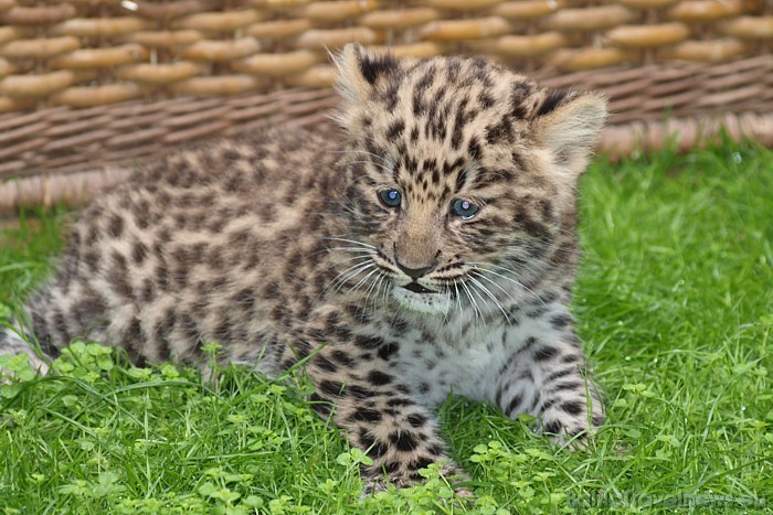 Vācijā ir ļoti daudz pievilcīgu un interesantu zooloģisko dārzu un viens no tiem noteikti ir Leipcigas zoo
Foto: Zoo Leipzig Vācijā ir ļoti daudz pievilcīgu un interesantu zooloģisko dārzu un viens no tiem noteikti ir Leipcigas zoo
Foto: Zoo Leipzig 48605