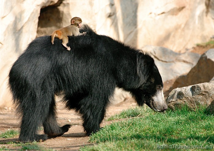 Leipcigas zoo apskatāmi daudzi interesanti dzīvnieki
Foto: Zoo Leipzig 48609
