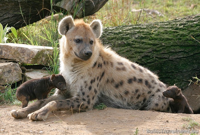 Ieejas biļetes Leipcigas zoo maksā 13 eiro pieaugušajiem un 9 eiro - bērniem
Foto: Zoo Leipzig 48622