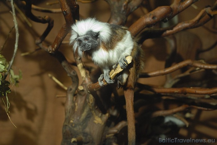 Leipciga atrodas Vācijas austrumos, aptuveni 190 kilometru attālumā no Berlīnes
Foto: Zoo Leipzig Leipciga atrodas Vācijas austrumos, aptuveni 190 kilometru attālumā no Berlīnes
Foto: Zoo Leipzig 48623