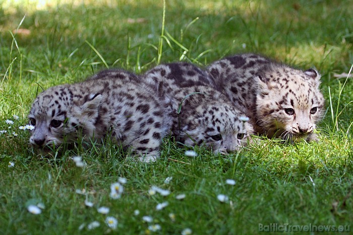 Vairāk informācijas par Leipcigas zooloģisko dārzu iespējams atrast interneta vietnē www.zoo-leipzig.de
Foto: Zoo Leipzig Vairāk informācijas par Leipcigas zooloģisko dārzu iespējams atrast interneta vietnē www.zoo-leipzig.de
Foto: Zoo Leipzig 48624