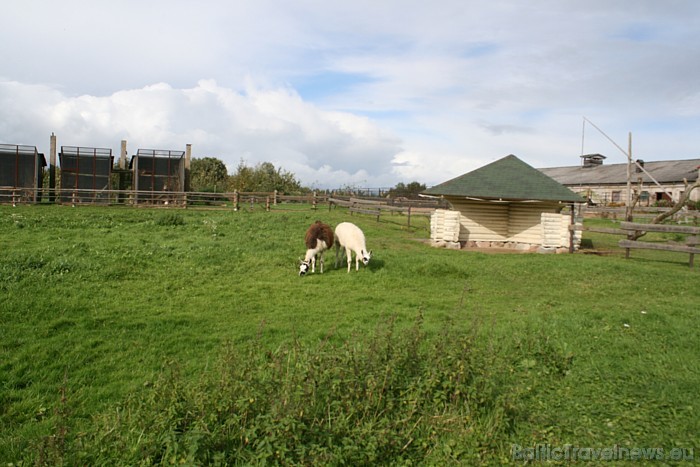 Cīruļos apskatāmas lamas, kazas, kiangi, brieži, vilki, govis, zosis, tītari, dažādi putni un daudzi citi dzīvnieki Cīruļos apskatāmas lamas, kazas, kiangi, brieži, vilki, govis, zosis, tītari, dažādi putni un daudzi citi dzīvnieki 50802