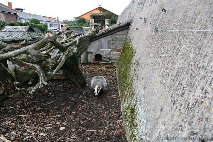 Kalvenes zoodārzs ir atvērts katru dienu. Tūrisma sezonas laikā tas atvērts no 10 līdz 19, bet ziemā - līdz 16 Kalvenes zoodārzs ir atvērts katru dienu. Tūrisma sezonas laikā tas atvērts no 10 līdz 19, bet ziemā - līdz 16 50821