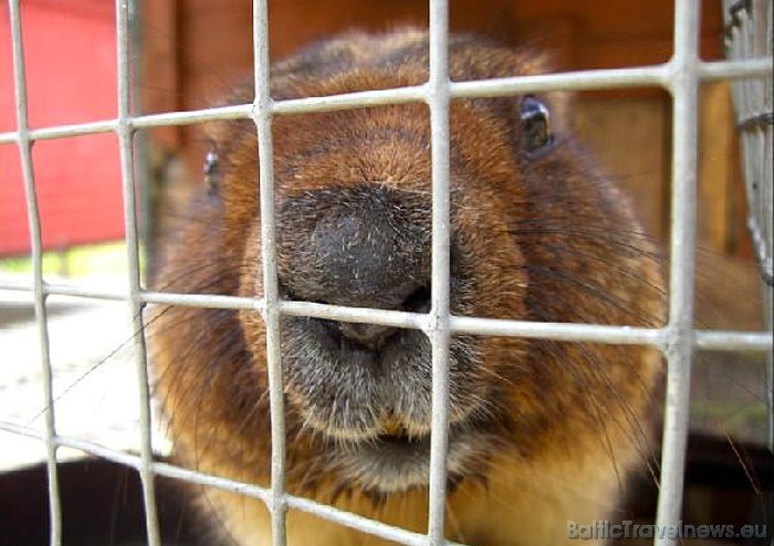 Aizejot gulēt ziemas miegu, murkšķis ir apvēlies apaļš un resns, taču pavasarī izlienot no alas, tas ir notievējis pavisam slaids
Foto: www.murkskis. Aizejot gulēt ziemas miegu, murkšķis ir apvēlies apaļš un resns, taču pavasarī izlienot no alas, tas ir notievējis pavisam slaids
Foto: www.murkskis. 50875