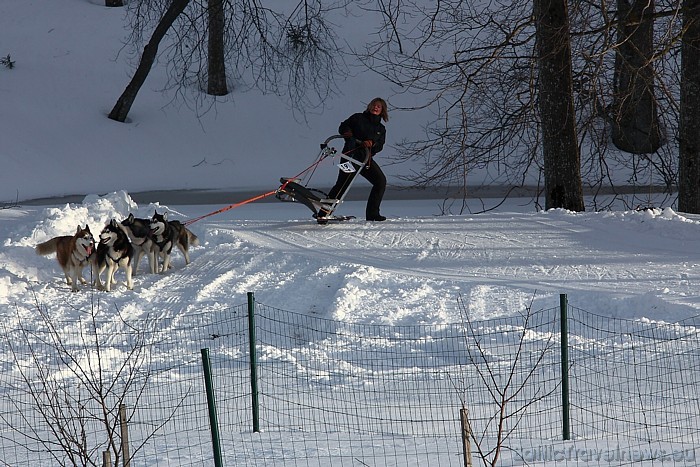 Sibīrijas haskiji ir suņu šķirne, kas jau izkopta vairākus tūkstošus gadu, kaut arī atzīta salīdzinoši nesen
Foto: Juris Ķilkuts/www.fotoatelje.lv Sibīrijas haskiji ir suņu šķirne, kas jau izkopta vairākus tūkstošus gadu, kaut arī atzīta salīdzinoši nesen
Foto: Juris Ķilkuts/www.fotoatelje.lv 54073