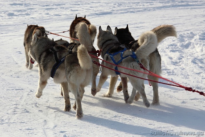 Latvijas ziemas čempionāts Kamparkalnā
Foto: Juris Ķilkuts/www.fotoatelje.lv 54081