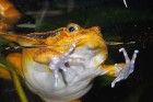 Cīrihes zooloģiskais dārzs piesaista mazos ceļotājus