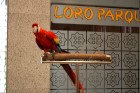 Loro parks (Loro parque) - Kanāriju salas lepnums
