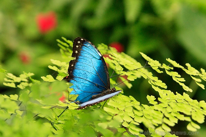 Mariposario del Drago tauriņu dārzā ir iespējams apskatīt visdažādāko šķirņu tauriņus -www.novatours.lv Mariposario del Drago tauriņu dārzā ir iespējams apskatīt visdažādāko šķirņu tauriņus -www.novatours.lv 70177
