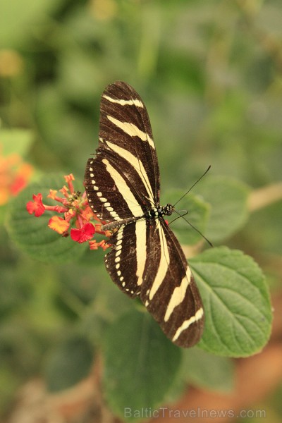 Mariposario del Drago tauriņu dārzā ir iespējams apskatīt visdažādāko šķirņu tauriņus - www.novatours.lv Mariposario del Drago tauriņu dārzā ir iespējams apskatīt visdažādāko šķirņu tauriņus - www.novatours.lv 70185