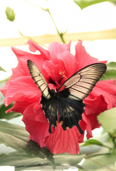 Mariposario del Drago tauriņu dārzā ir iespējams apskatīt visdažādāko šķirņu tauriņus 70186