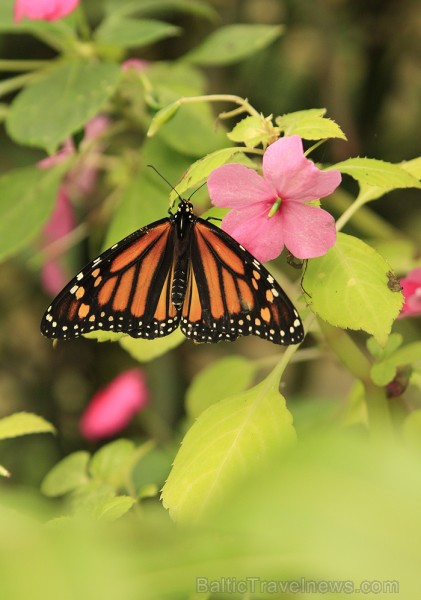 Mariposario del Drago tauriņu dārzā ir iespējams apskatīt visdažādāko šķirņu tauriņus 70189