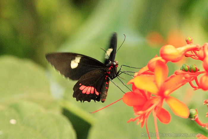 Mariposario del Drago tauriņu dārzā ir iespējams apskatīt visdažādāko šķirņu tauriņus - www.novatours.lv Mariposario del Drago tauriņu dārzā ir iespējams apskatīt visdažādāko šķirņu tauriņus - www.novatours.lv 70190