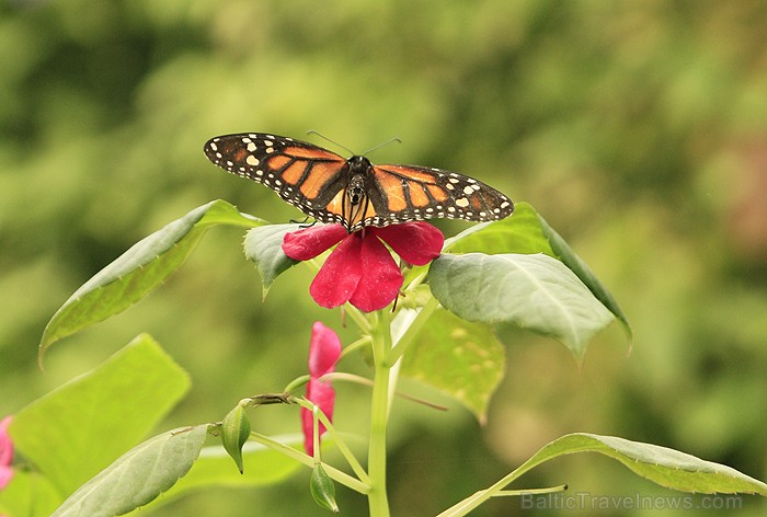 Mariposario del Drago tauriņu dārzā ir iespējams apskatīt visdažādāko šķirņu tauriņus - www.novatours.lv Mariposario del Drago tauriņu dārzā ir iespējams apskatīt visdažādāko šķirņu tauriņus - www.novatours.lv 70194