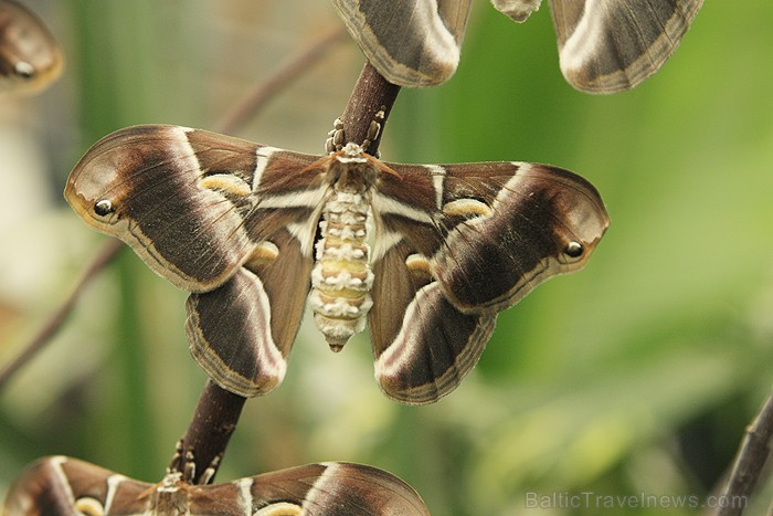 Mariposario del Drago tauriņu dārzā ir iespējams apskatīt visdažādāko šķirņu tauriņus 70195