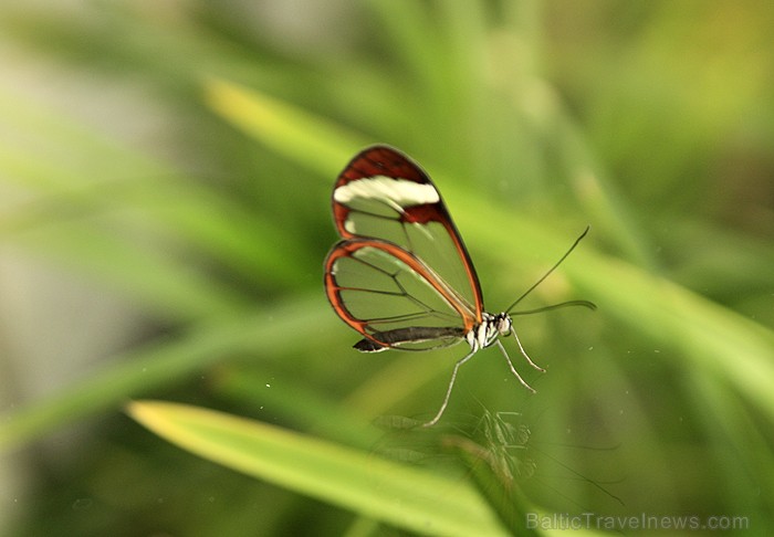 Mariposario del Drago tauriņu dārzā ir iespējams apskatīt visdažādāko šķirņu tauriņus 70199