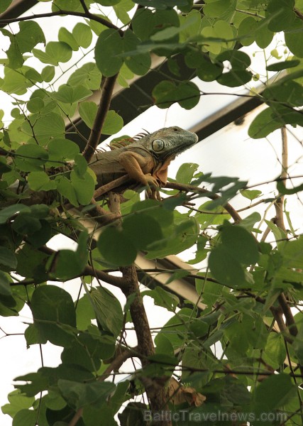 Kā arī tevi lepni vērojoša iguāna - www.novatours.lv 70212