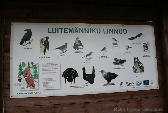 Iepazīsti dabas skaistumu Igaunijas dabas izpētes takā - Rannametsa-Tolkuse. Vairāk www.visitestonia.com Iepazīsti dabas skaistumu Igaunijas dabas izpētes takā - Rannametsa-Tolkuse. Vairāk www.visitestonia.com 80437